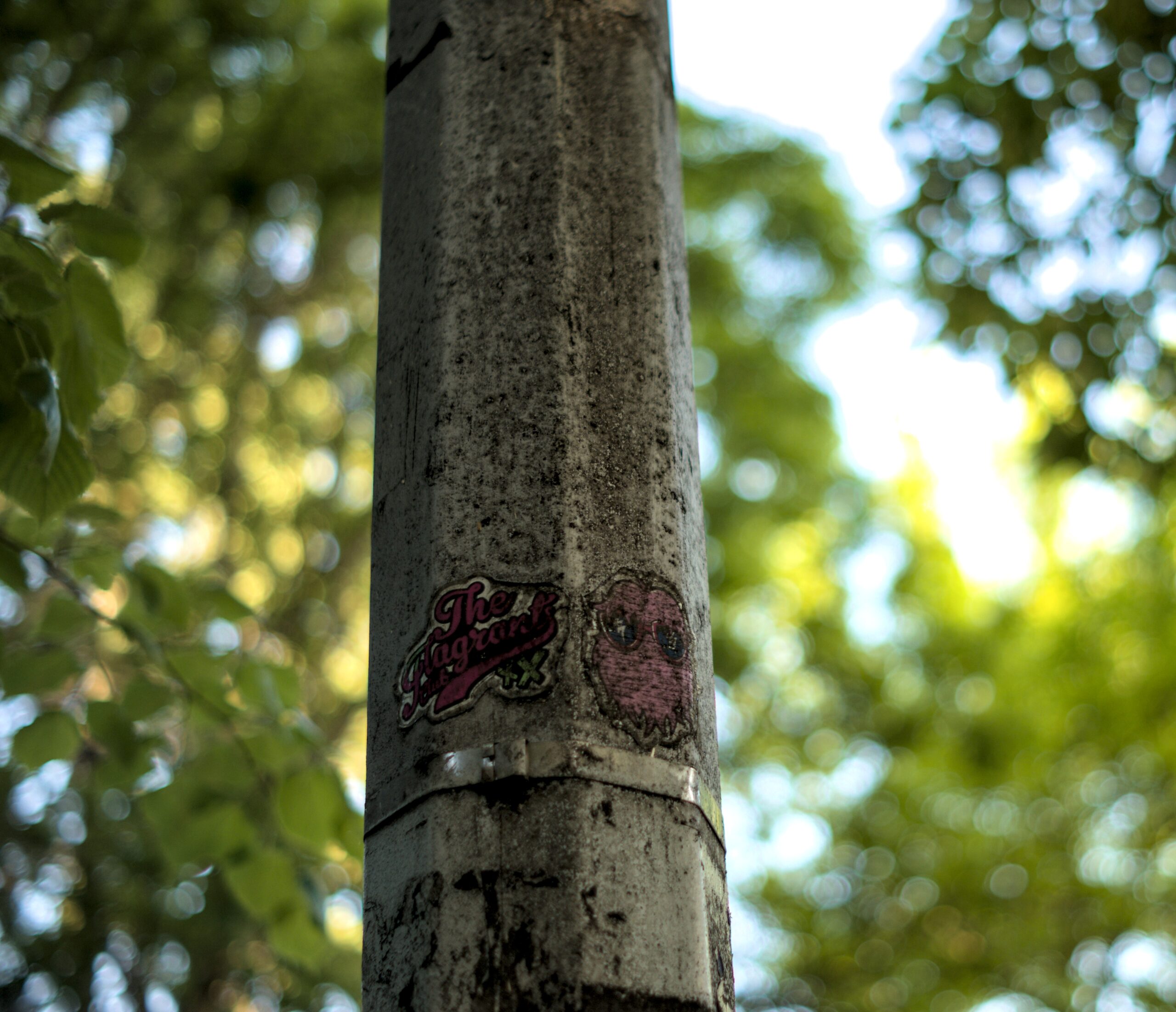 In The Wild 01