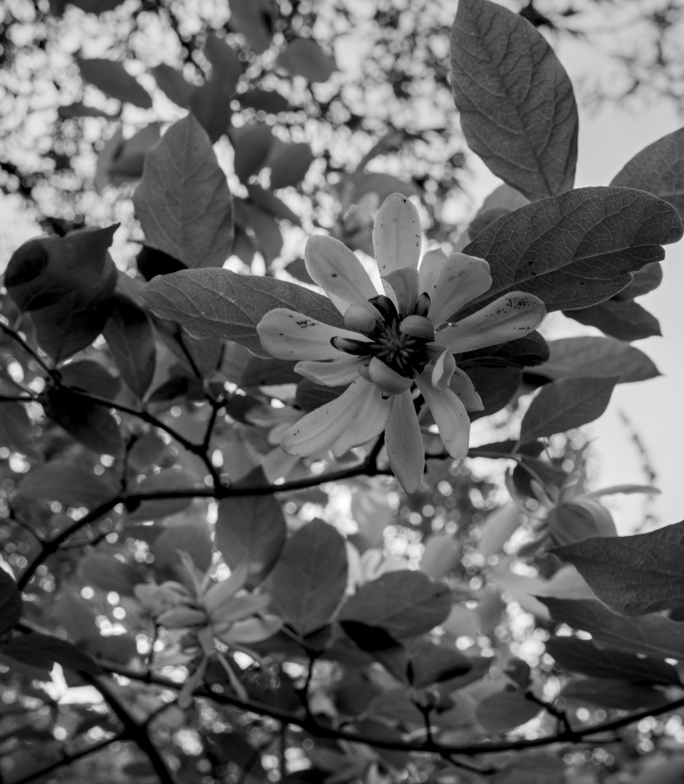 Queens Botanical Garden