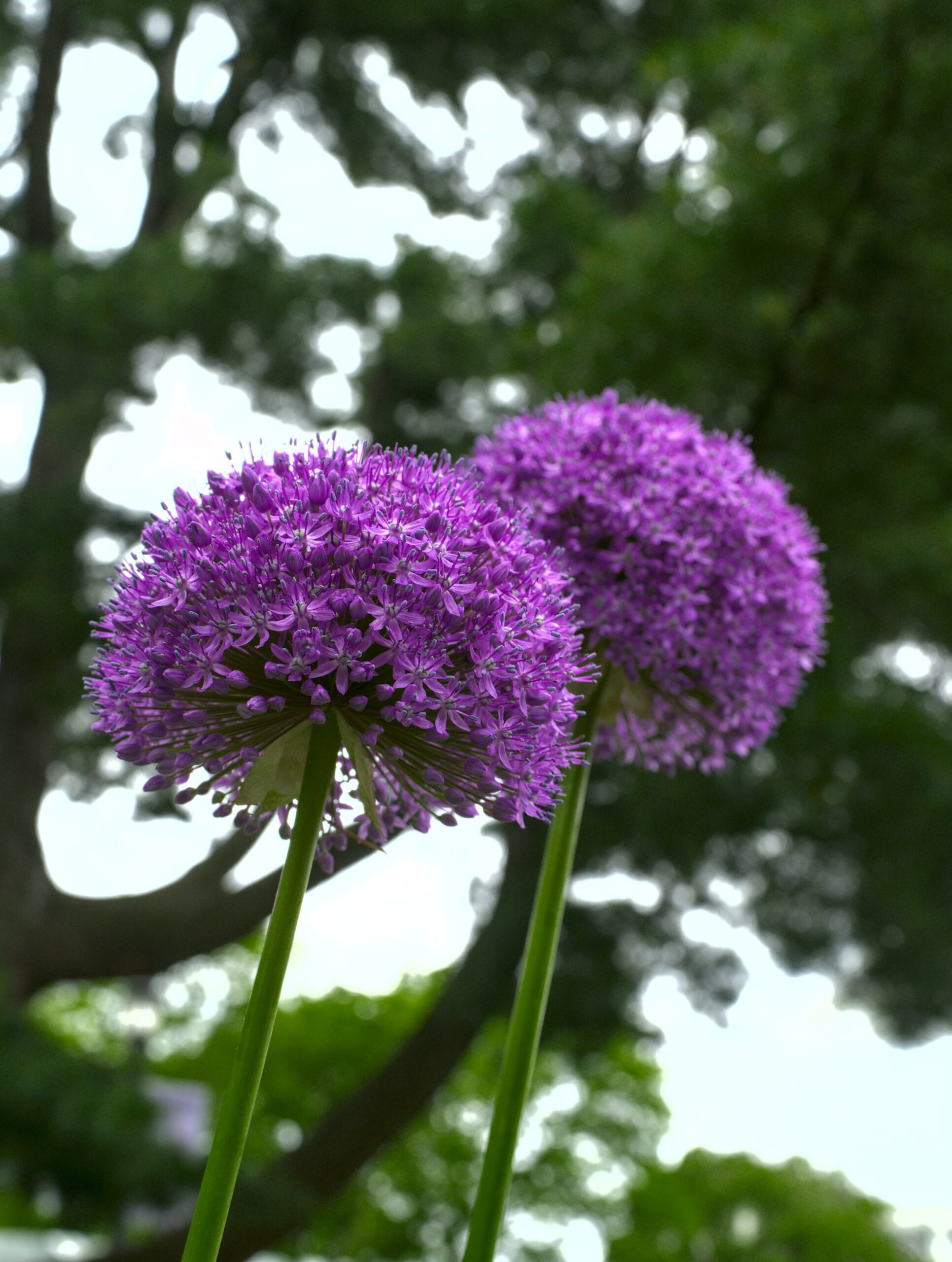 NY Botanical Garden