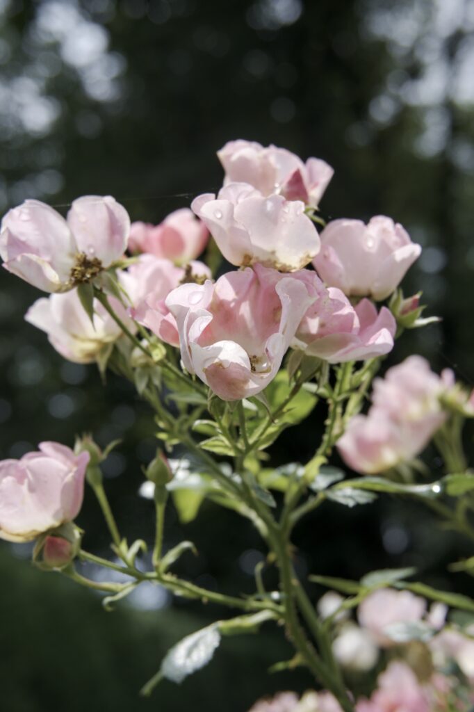 This image has an empty alt attribute; its file name is DSC_3748-682x1024.jpeg