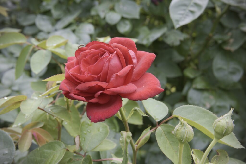 This image has an empty alt attribute; its file name is DSC_3788-1024x682.jpeg