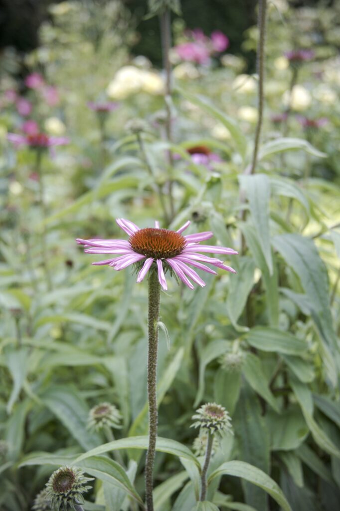 This image has an empty alt attribute; its file name is DSC_3795-682x1024.jpeg