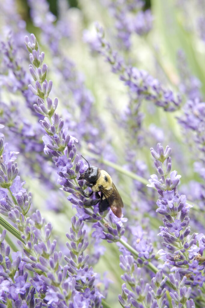 This image has an empty alt attribute; its file name is DSC_3826-682x1024.jpeg