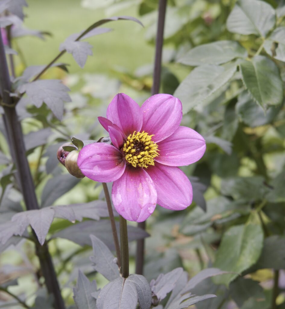 This image has an empty alt attribute; its file name is DSC_3852-945x1024.jpeg