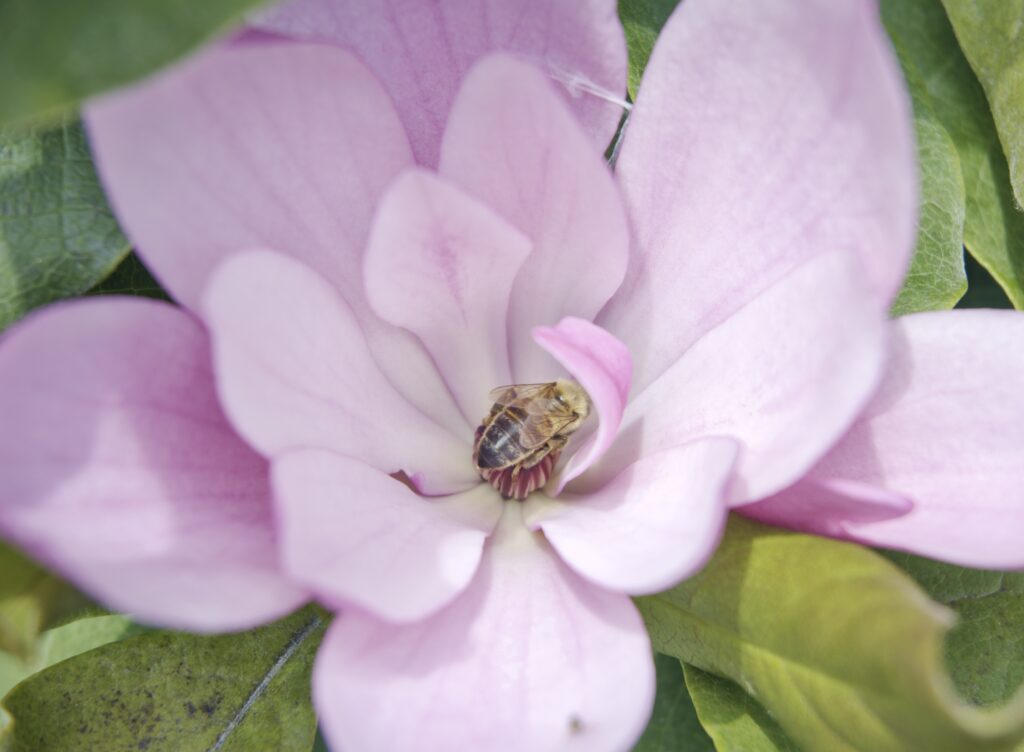 This image has an empty alt attribute; its file name is DSC_3882-1024x752.jpeg
