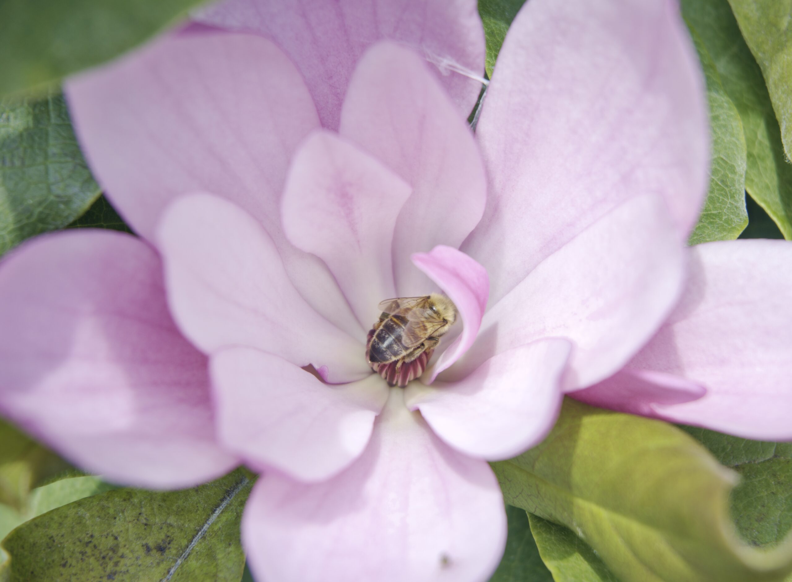 BBG: Summer Wildflowers