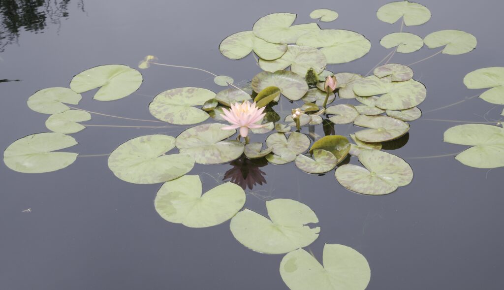 This image has an empty alt attribute; its file name is DSC_3929-1024x589.jpg