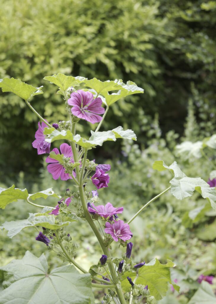 This image has an empty alt attribute; its file name is DSC_3972-729x1024.jpeg