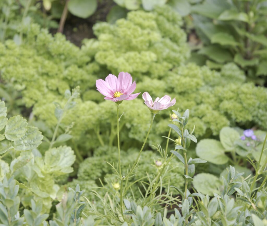 This image has an empty alt attribute; its file name is DSC_4033-1024x864.jpeg